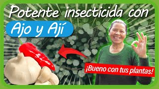 Cómo hacer un INSECTICIDA CASERO para plantas con AJO Y AJÍ SUPER EFECTIVO Moscas áfidos minadores [upl. by Reeba]