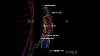 3d animation of the body human parts names 💥 meded anatomy 3dmodel [upl. by Hara214]