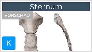 Sternum  Aufbau und Funktion Vorschau  Kenhub [upl. by Aliakim]