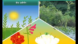 बीज प्रकीर्णन  Seed Dispersal  Class 7  Science [upl. by Alyehc144]