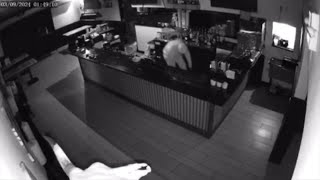 Thief caught on camera stole at least 6K in tips from Apocalypse BBQ restaurant owner says [upl. by Janka]