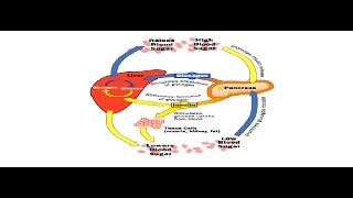 Blood Glucose Test  مختبرات الحسين السريرية  فحص الغلوكوز [upl. by Mayhs515]