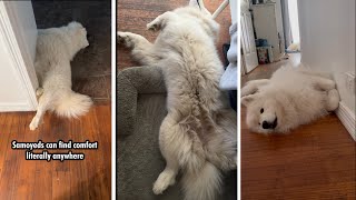 Weird things about samoyeds [upl. by Nit]