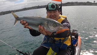 Softbaiting for Snapper amp Kahawai on the Kayak  NZ Fishing [upl. by Ayortal]