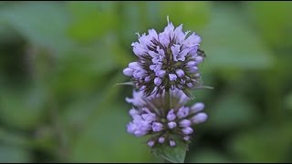 Mentha × piperita var citrata  Basilikumminze Basil Mint [upl. by Nylorac493]