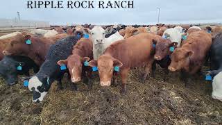 Ripple Rock Ranch May 3 [upl. by Asillem]