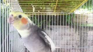 Cockatiel Singing La Cucaracha amp random sound [upl. by Ursola]