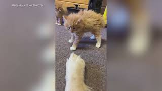 Tiny Kittens Investigate Gentle Golden Retriever [upl. by Henley444]