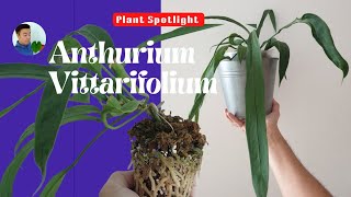 Plant Spotlight  Anthurium vittarifolium care guide [upl. by Roobbie332]