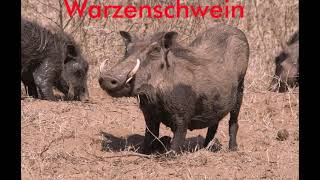 Warzenschwein [upl. by Jammin535]