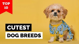 Top 10 Cutest Dog Breeds in the World [upl. by Notlok65]