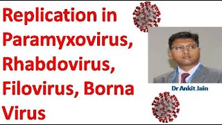 Replication in Paramyxovirus Rhabdovirus Filovirus Borna Viruses [upl. by Brad]