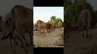 Yar KO hum ny ja Baja Dekha villagelife llike youtubeshorts nature like [upl. by Lenno]