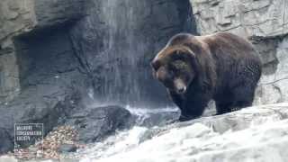 Central Park Zoo Brown Bears [upl. by Jeffrey990]