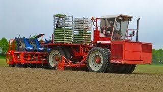 Ferrari Futura Twin 12 Row Automatic planter  Knolselderij Planting Celeriac  Loonbedrijf Lokers [upl. by Arob]