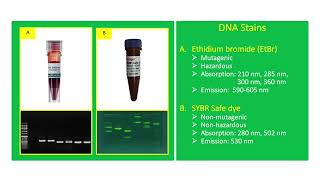 DNA Stains [upl. by Neomah]