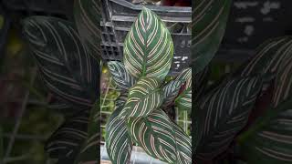 Our gorgeous Calathea collection calathea calatheaplant indoorplants plants plantlover [upl. by Saraann]