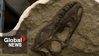 Dinosaur bones found in the stomach of Tyrannosaur in 1st of its kind discovery [upl. by Annayrb]