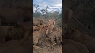 Lions scrumming over something Awesome audio lions wildlife safarisightings africansafari [upl. by Seilenna]