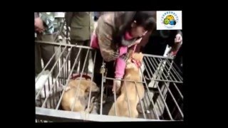 4 Dogs Rescued From Slaughter Meat Market China [upl. by Aznofla]