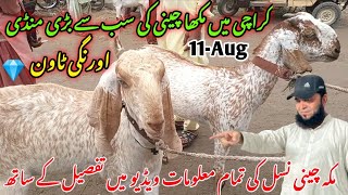 orangi town Bakra mandi latest update 11Aug2024makka chini ki sabse Badi mandi goat farm visit [upl. by Jonathan228]