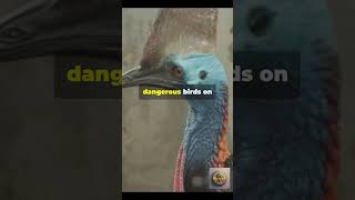 🤯Dont Mess with the Cassowary This Birds KICK Can Kill 😱 facts birdspecies extinctbirds [upl. by Zetta29]