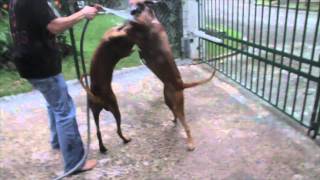 rhodesian ridgebacks peleando [upl. by Idhem]