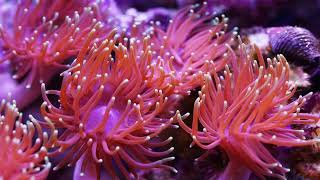 sea anemone [upl. by Winters]