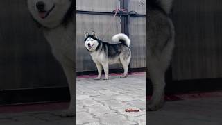 Pitbull🔥👊 Vs German shepherd Husky Rottweiler👹🦮 ytshorts viral dog video doglover542 status [upl. by Gorey]