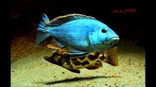 NIMBOCHROMIS LIVINGSTONII [upl. by Koah]