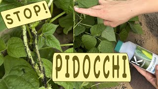 PIDOCCHI sulle PIANTE  metodo BIO [upl. by Hyacintha]