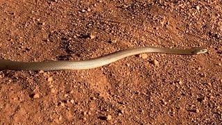 Coastal taipan  Oxyuranus scutellatus in Kakadu [upl. by Yerffoej]