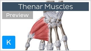 Thenar muscles of the hand preview  Human Anatomy  Kenhub [upl. by Baumbaugh]