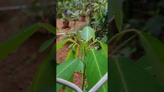 Codariocalyx motorius Desmodium gyrans telegraph plant dancing plant semaphore plant [upl. by Eixam]