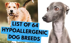 64 Hypoallergenic Dog Breeds  Complete List [upl. by Akinom]