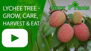 Lychee tree  grow care harvest amp eat a lot of fruits [upl. by Snider]