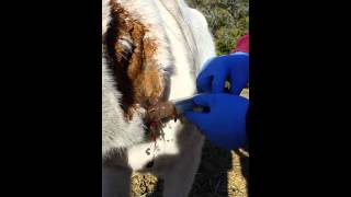 Horse Abscess Being Lanced [upl. by Blondell]