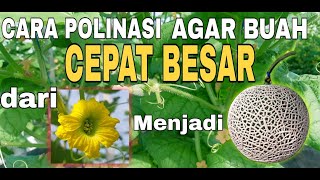 Cara polinasi melon anti gagal Buah cepat besar Muria farm hidroponik [upl. by Anekahs]