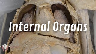 The Real Human Body Internal Organs of the Thorax [upl. by Shiverick]