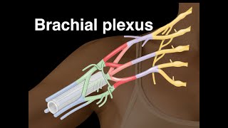 Brachial plexus [upl. by Wellesley86]