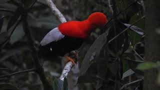 GALLITOS DE ROCA Rupicola peruvianus  ANDEAN COCK OF THE ROCK  Refugio Paz de Las Aves ECUADOR [upl. by Etteval]