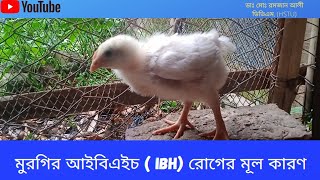 মুরগির আইবিএইচ IBH রোগের মূল কারণ। IBHinpoultry Inclusionbodyhepatitis Jonogonerbondhu [upl. by Lydie]