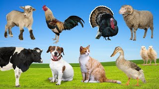 Goats Sheep and Turkeys Farm Animal Sounds [upl. by Adaha961]