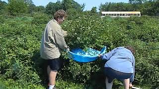 2018 07 04 Harvesting Borealis and Berry Smart Blue HaskapHoneyberries [upl. by Persons]