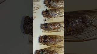 Big Planthoppers Cicada orni Cicadidae Collection Inst Zoology Kyiv Ukraine [upl. by Nednerb]