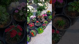 terrace garden part 152  marigold flower  petunia plant  winter flowering plants  gardening [upl. by Phelips805]