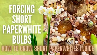 Forcing Paperwhite Bulbs 🌼  The Secret To Growing Short Paperwhites  How To Grow Paperwhites [upl. by Aridnere]