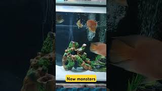 Escondido cichlid oscarfish arowanatank monsterfishkeeper shortsfeed shorts [upl. by Kym]