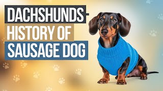 The Fascinating History of Dachshunds [upl. by Ayota765]