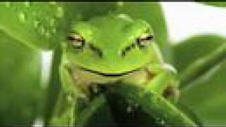 Frogs  Nature Talks  Andycamper Activity Videos [upl. by Lahsram]